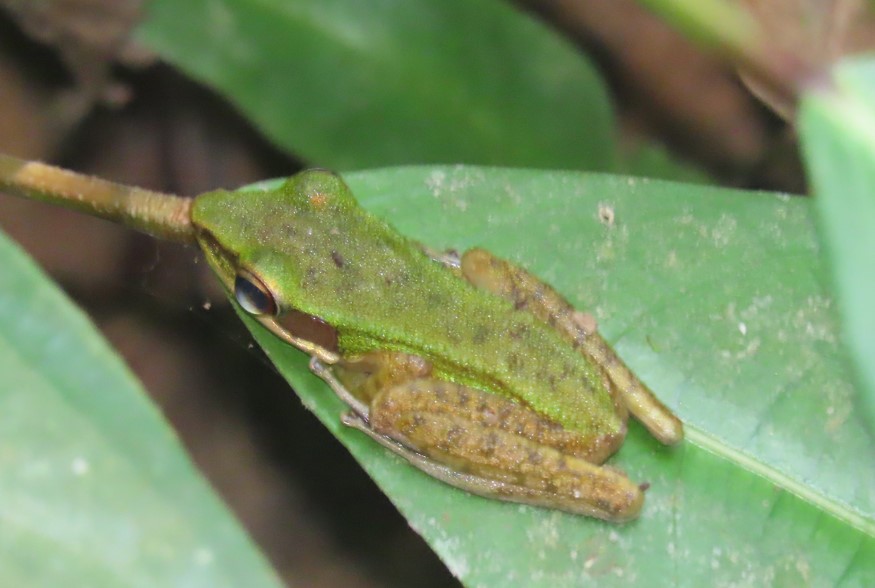 Europa frog