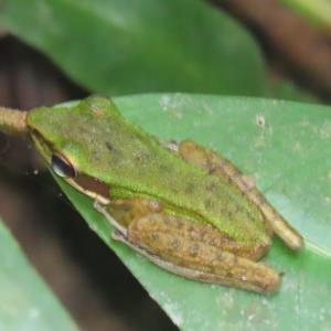 Europa frog