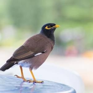 Common myna