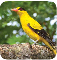 Black-naped oriole