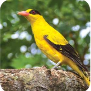 Black-naped oriole