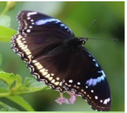 Great eggfly