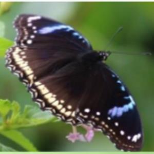 Great eggfly