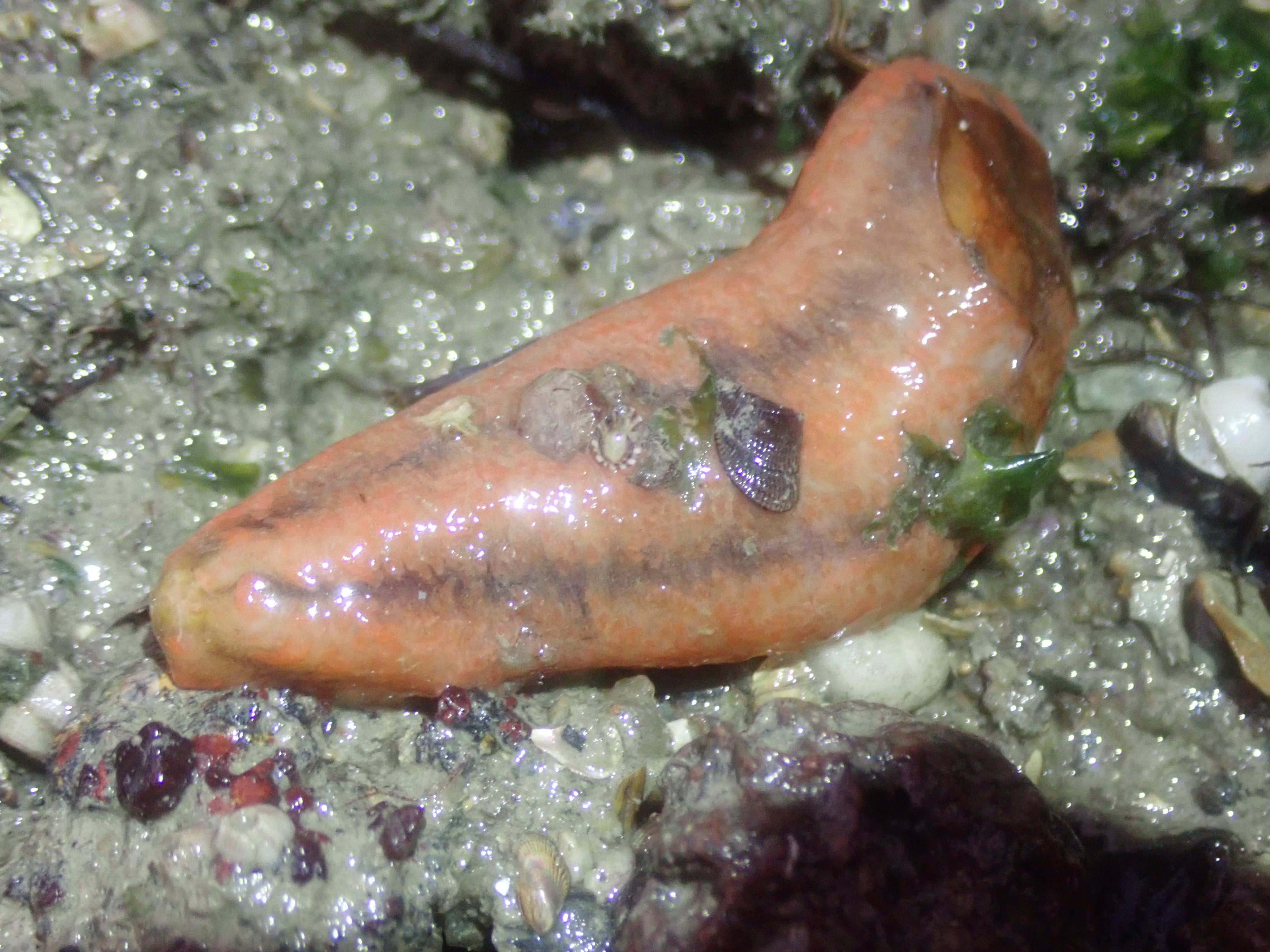 Sea cucumber