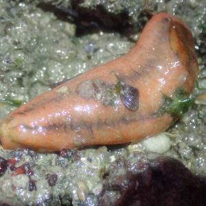 Sea cucumber