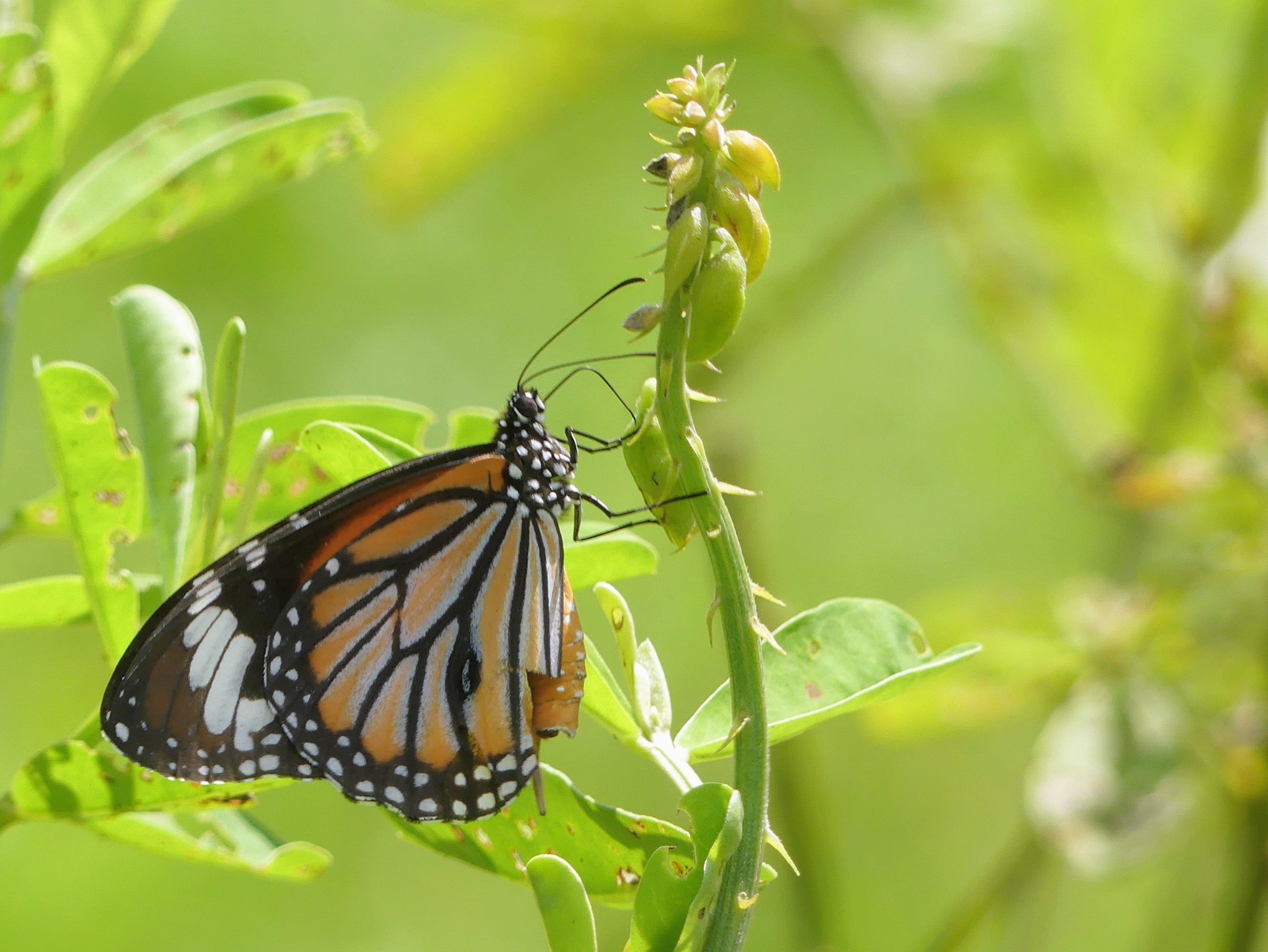 Common tiger