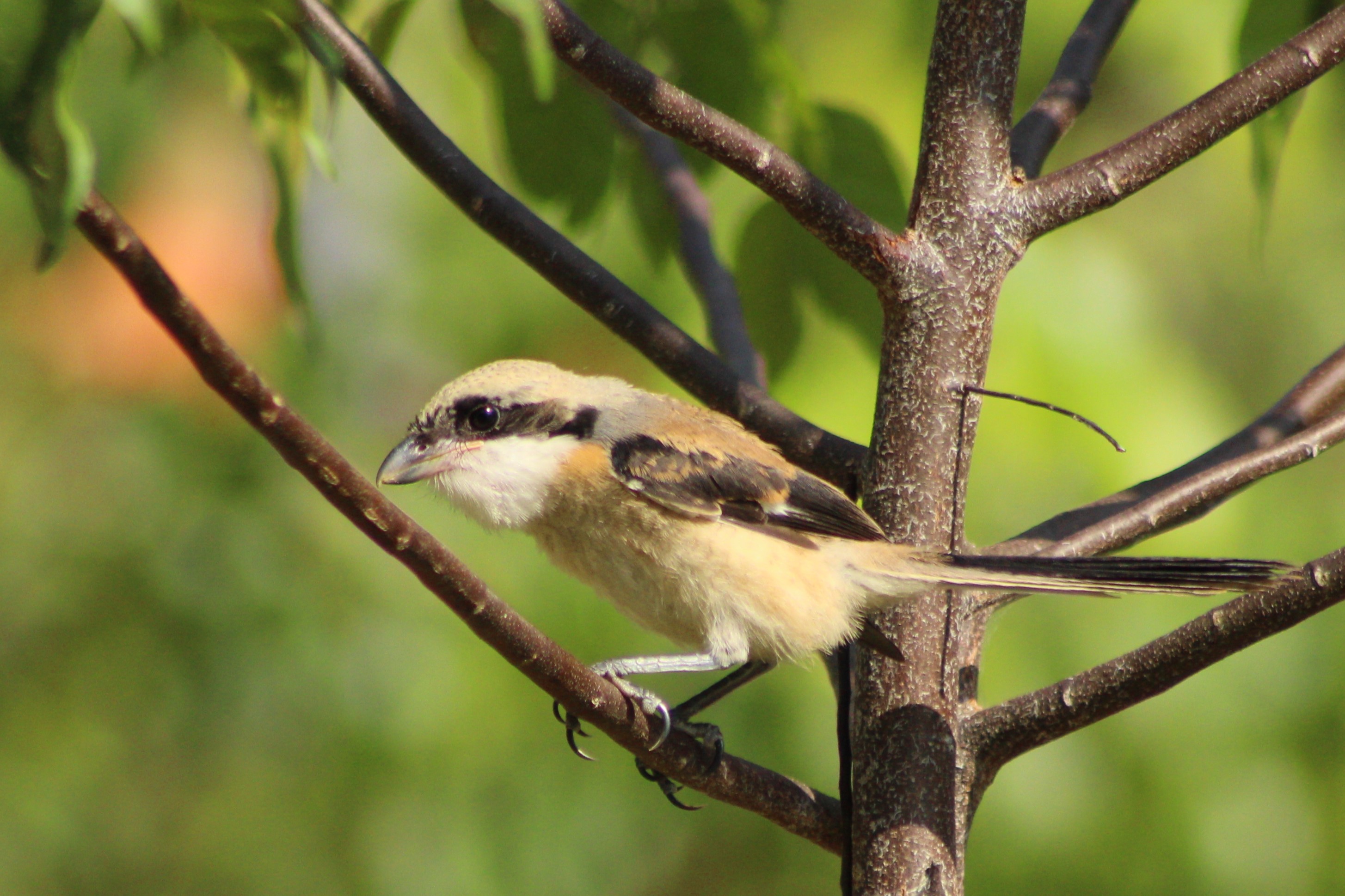 Long-tailed shrike