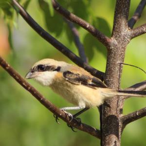 Long-tailed shrike