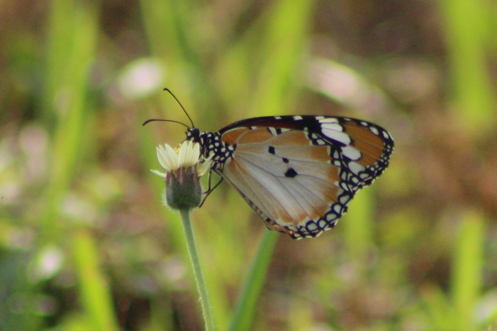 Common tiger