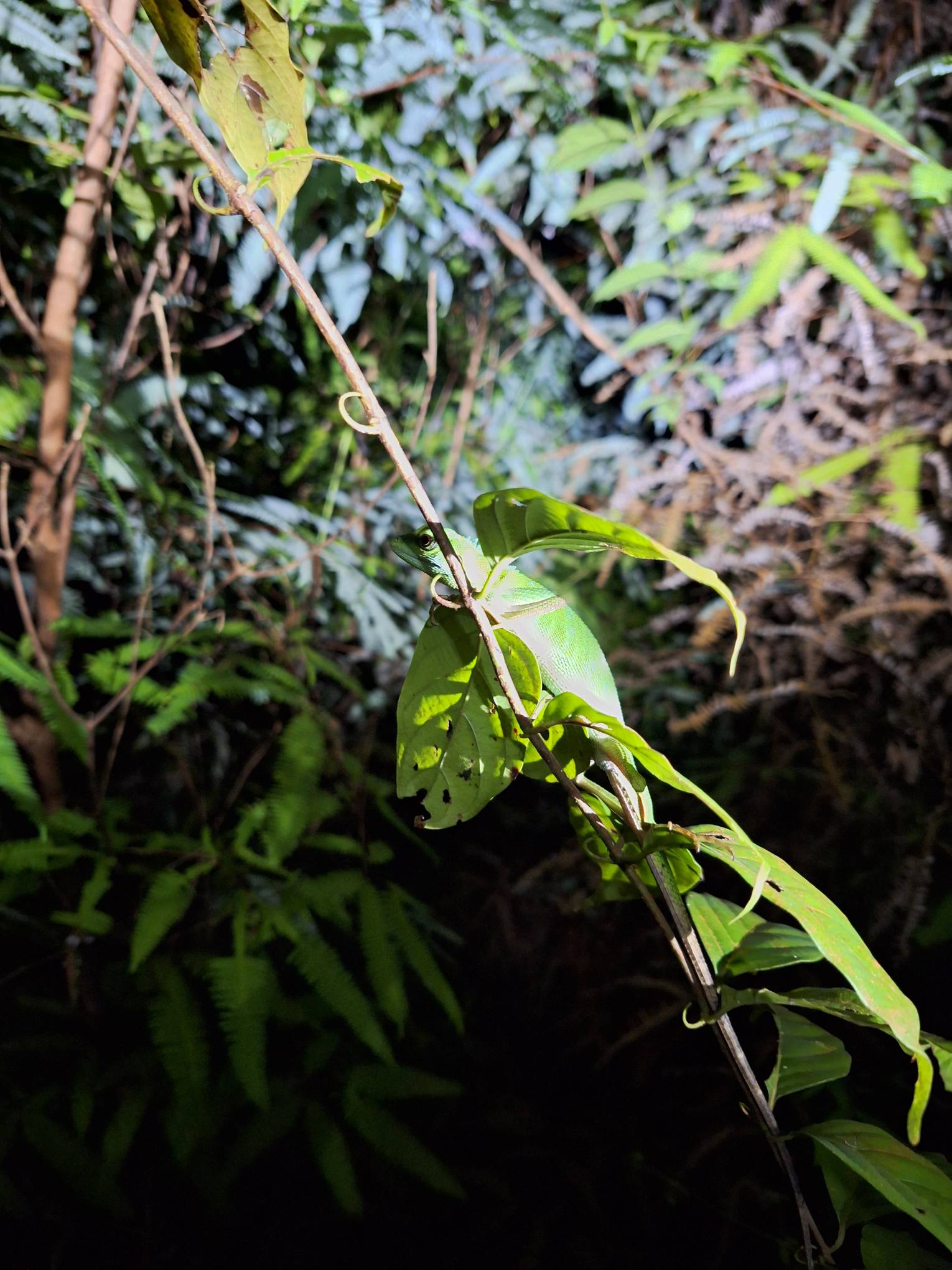 Green crested lizard (bronchocela cristatella) 