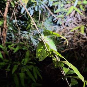 Green crested lizard (bronchocela cristatella) 