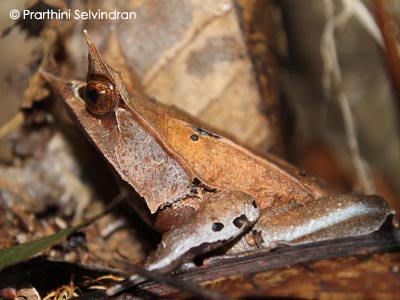 Megophrys nasuta