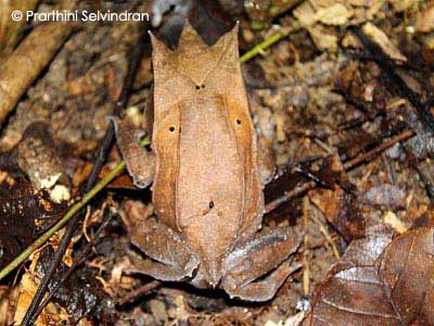 Megophrys nasuta