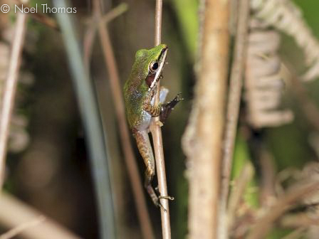 Hylarana labialis