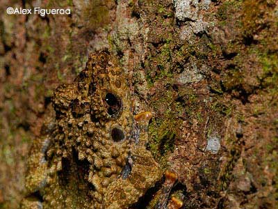 Theloderma horridum